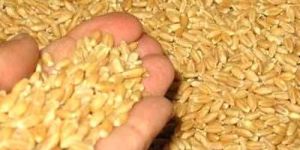 Wheat Seeds