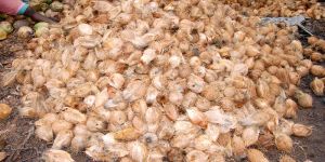 Fully Husked Coconut