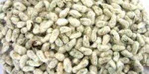 Cotton Seeds