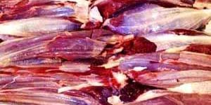 Frozen Buffaloo Kasila