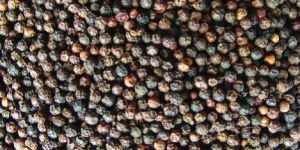 Black Pepper Seeds