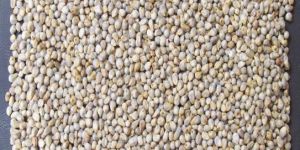 Millet Seeds