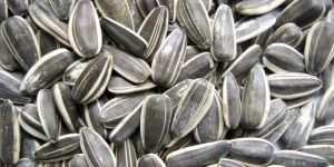 Sunflower Seeds