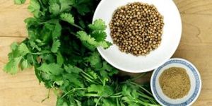 Coriander