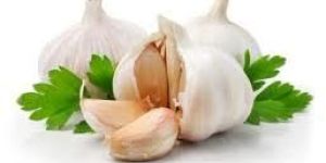 Garlic