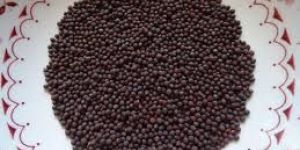 Mustard Seeds