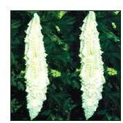 Vegetable Seeds of Bitter Gourd Anupama