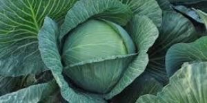 Vegetable Seeds of Cabbage Tropicana