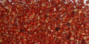 Piper Sudan Grass Seed