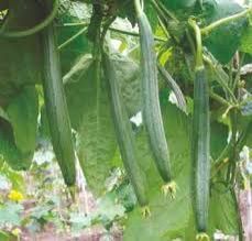 Sponge Gourd