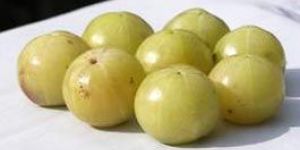 Fresh Amla