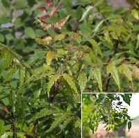 Neem Guard Insecticide