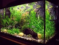 Freshwater Aquariums