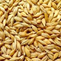 Grain Seeds