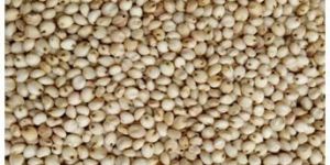 Sorghum