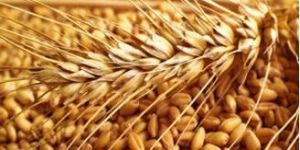 Wheat