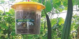 Barrix Catch Vegetable Fly Trap