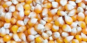 Maize Seeds