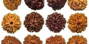 Rudraksha Beads