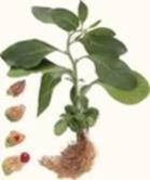 Ashwagandha Powder (Withania Somnifera)