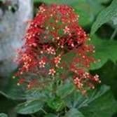 Bharangi Powder (Clerodendrum Indicum)
