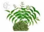 Neem Powder