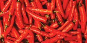 Fresh Red Chillies