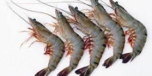 Frozen Tiger Prawns