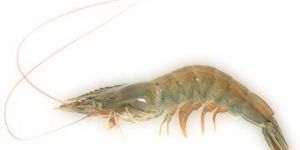 Frozen Vannamei Shrimps