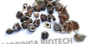 Moringa Seeds