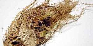 Valerian Root Oil