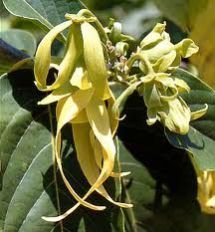Ylang Ylang Oil