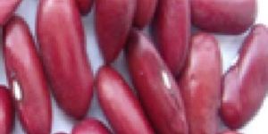 Dark Red Kidney Bean