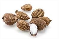 Shea Nut