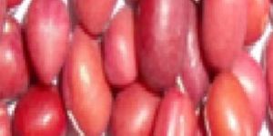 Small Red Beans