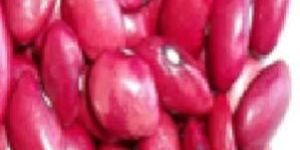 Small Red Kidney Bean