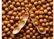 Soybean Non Gmo