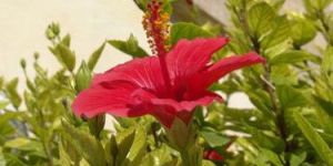 Hibiscus Flower
