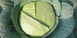 Fresh Cabbage