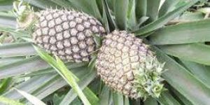 Fresh Pineapples