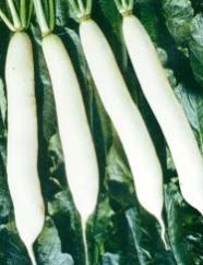 Radish Seeds