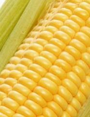 Sweet Corn Seeds