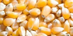 Yellow Corn