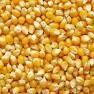Yellow Corn Maize