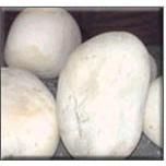 White Natural Pebbles