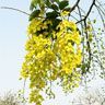 Amaltas Extract