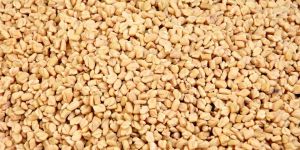 Fenugreek