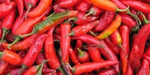 Red Chilly