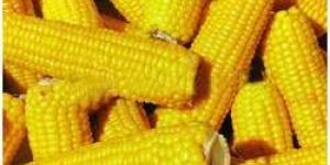 Maize