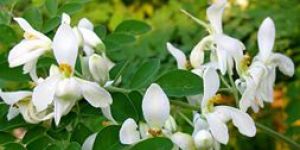 Moringa Oleifera Flower